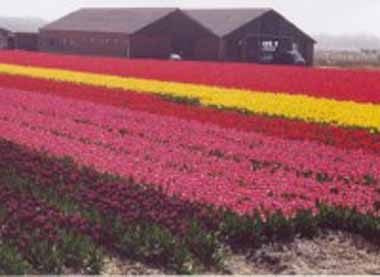 Tulips in Netherlands