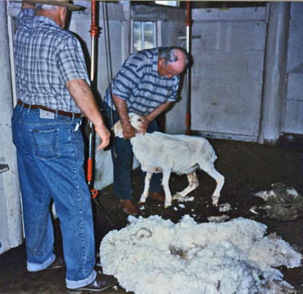 disabled travel wheelchair canberra australia sheared sheep