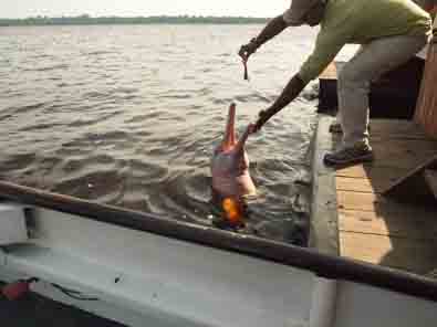 Dolphins in Amazon Brazil