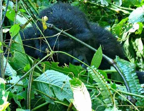 Gorilla in Uganda